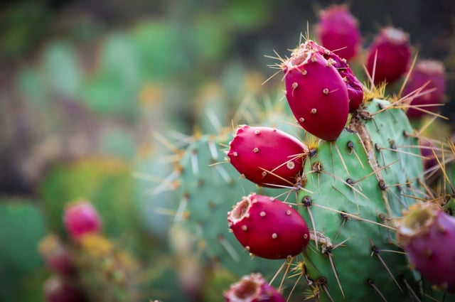 Tucson AZ