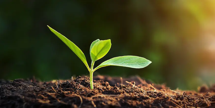 A tiny plant sprouting from the soil in the ground