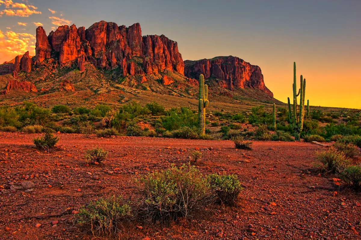 A desert with several cacti and a sunset